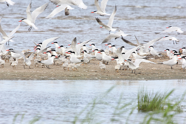 В поисках чегравы