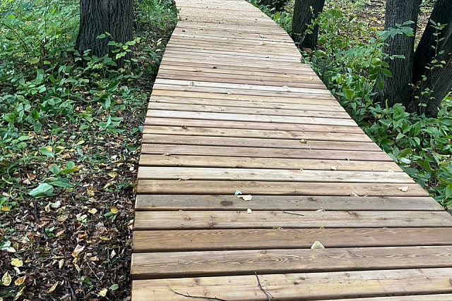 Высадка именных деревьев, экопленер и литературные гостинные проходят в дивногорском дендрарии 